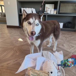 dog with a basket in front